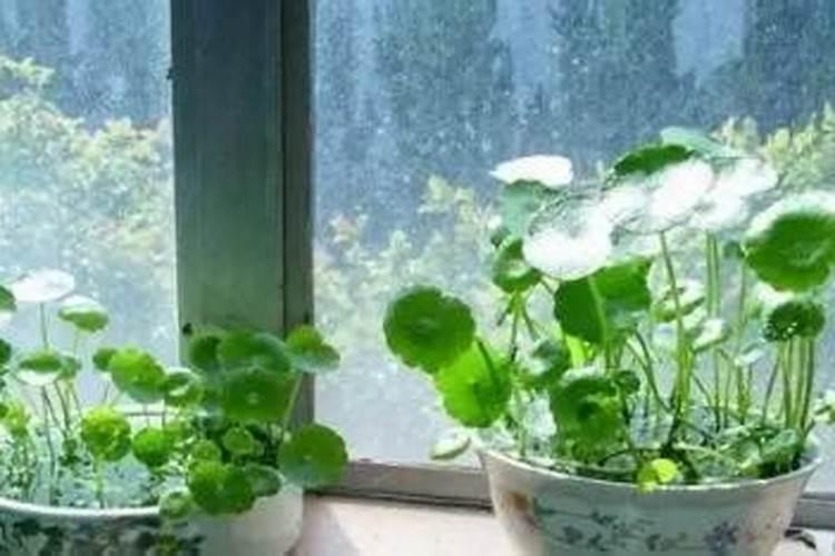 种枸杞的正确方法