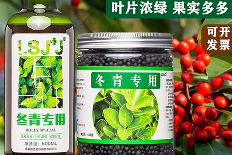 北美冬青的养护方法