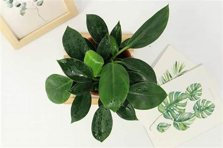 农广天地生姜种植技术