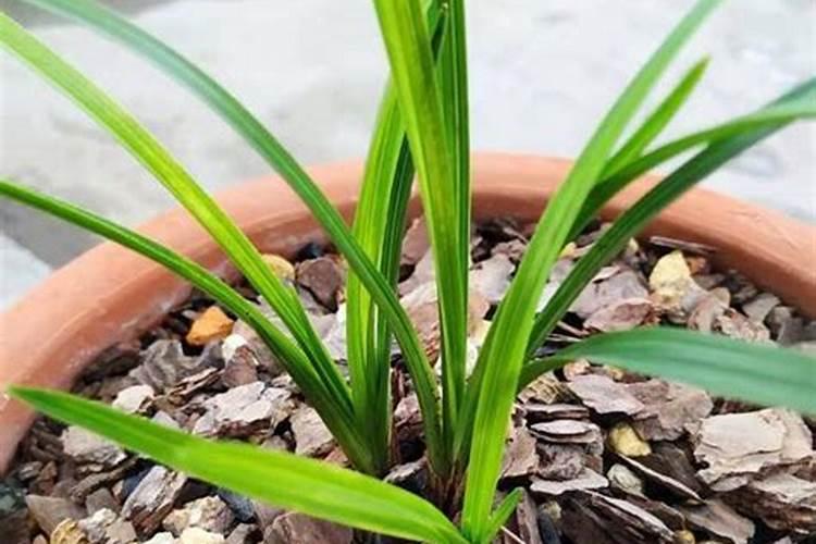 影响叶面肥使用效果的因素