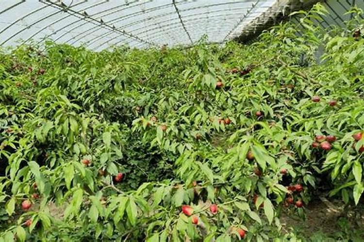 大棚油桃成熟期裂果的原因和防治措施