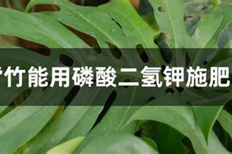 龟背竹浇什么肥料合适