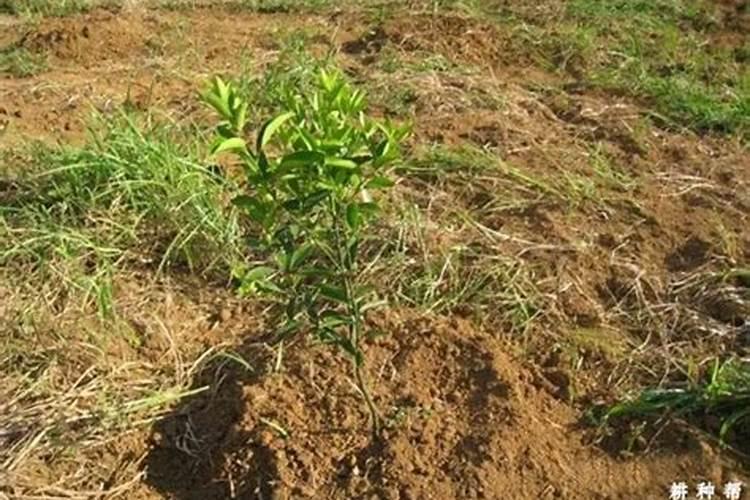 观叶植物施肥要多氮吗