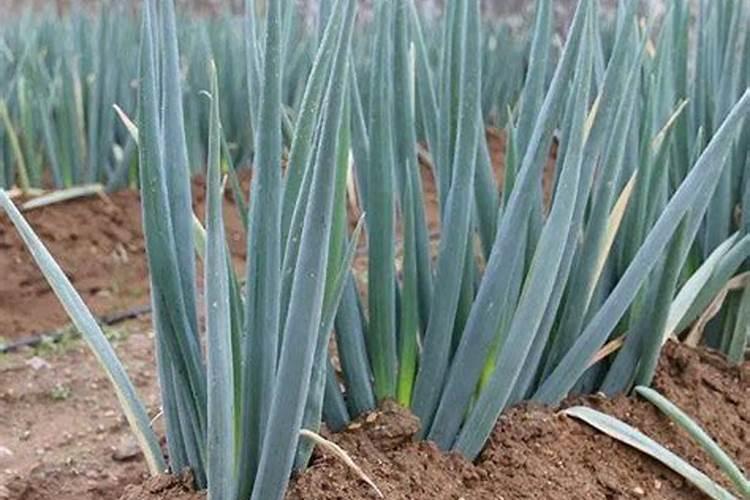 硫酸铵是酸性还是碱性 硫酸铵的相对密度1