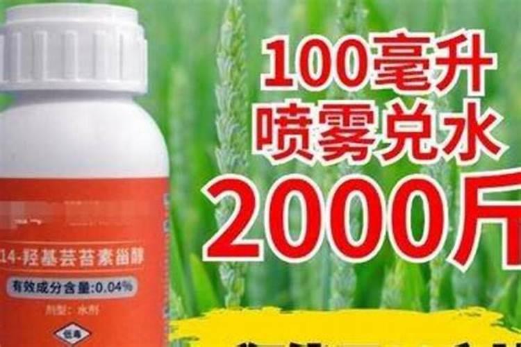 怎么让龟背竹长得壮,多长叶子