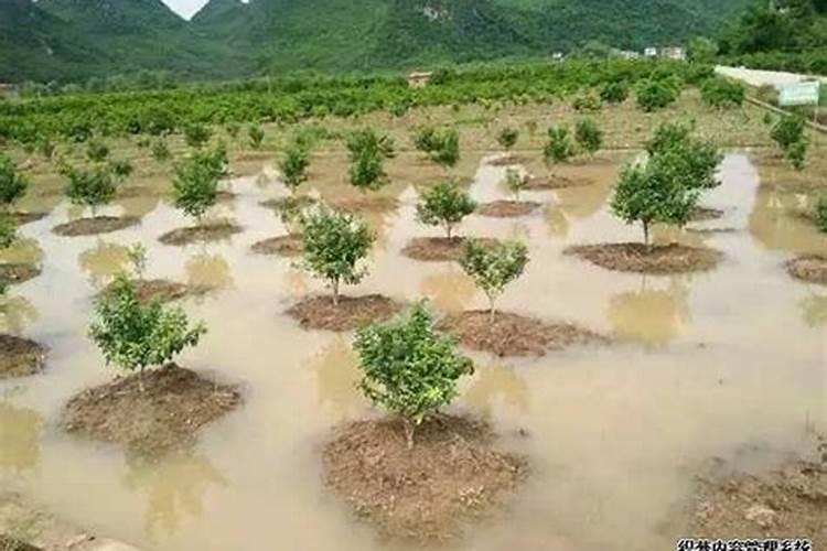 请问柑橘怎样施肥能长得好？