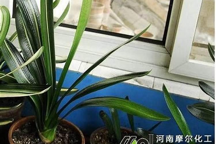 君子兰用什么叶面肥