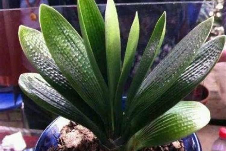 棉花过量施用氮肥怎么办 棉花过量施用氮肥的危害