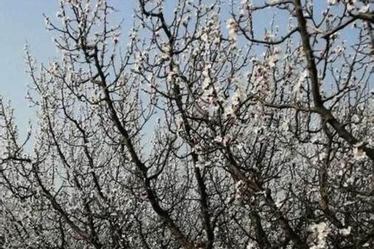 三角梅花朵为什么会掉花和叶子？哪位有经验？