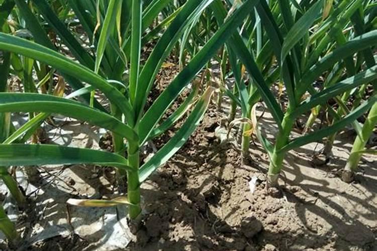 大蒜种植如何避免出现“空心蒜” 大蒜养殖方法