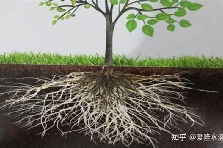 多肉多久浇一次水比较好 怎么浇水才正确