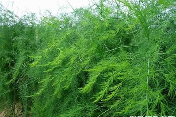 芦笋的种植方法和时间