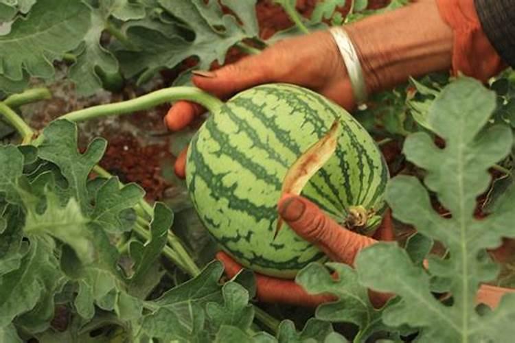 西瓜种植底肥用什么肥？