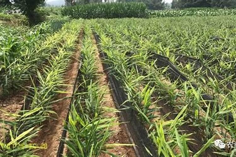 油菜抽薹期怎么施肥？用什么肥料能有稳产高产的效果？