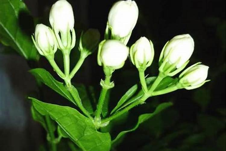 橘子树的叶子,从两边往中间卷起来了,是什么病害？