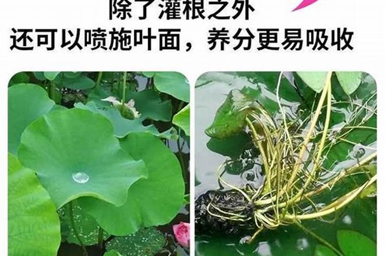 凤尾竹如何养护叶片油绿光亮