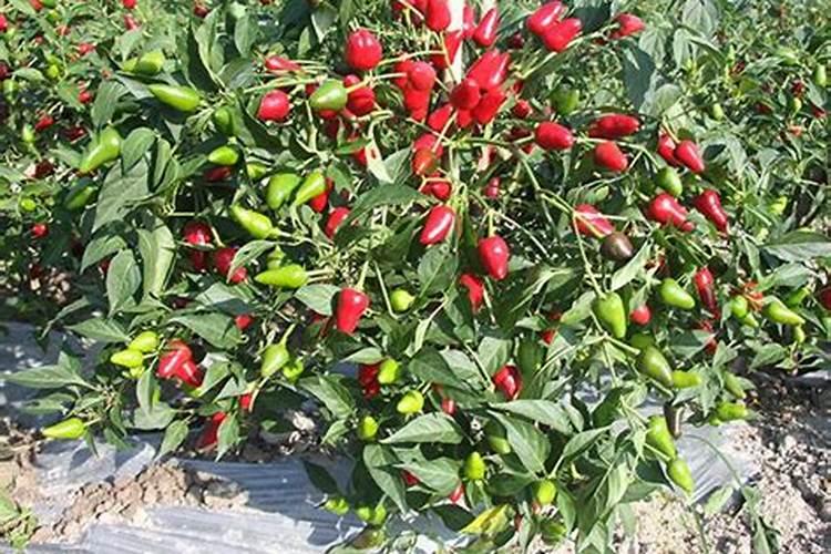 辣椒幼苗定植后23天内,为什么要浇灌生根壮苗剂？