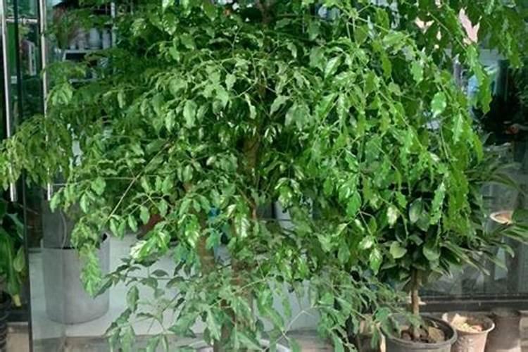 番茄的施肥有哪些要求 一般早熟品种