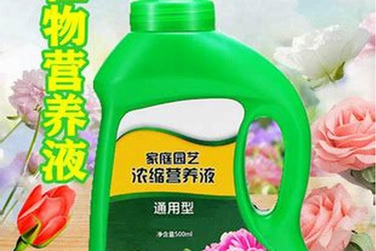 生根水多久浇一次