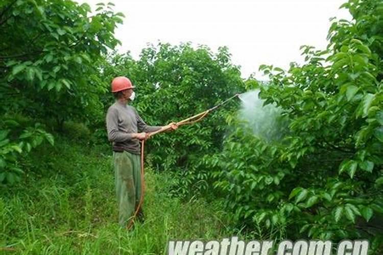 柿子树结柿子后用什么肥料膨果？