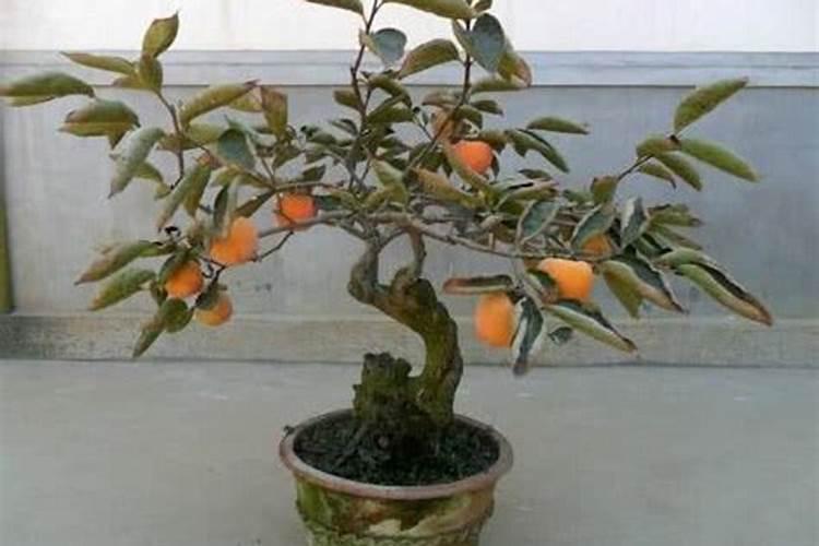 柿子树施尿素什么时间施肥？