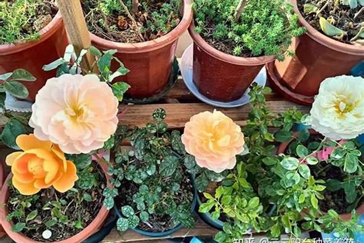 什么肥料养花比较好 养花用什么肥料