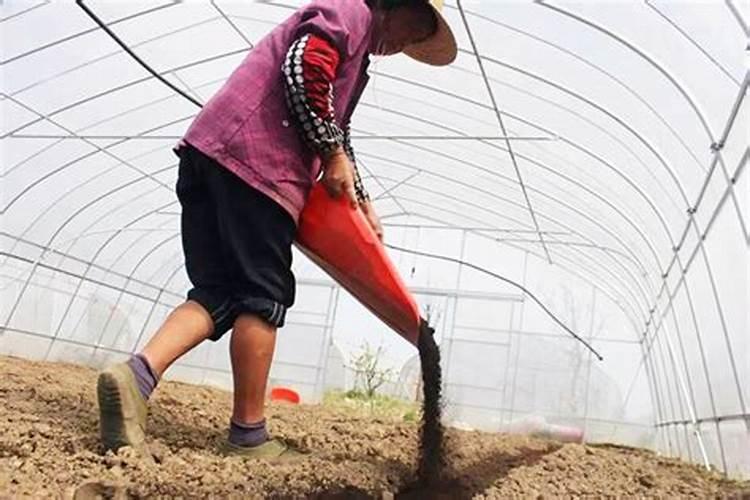 李子打什么药好