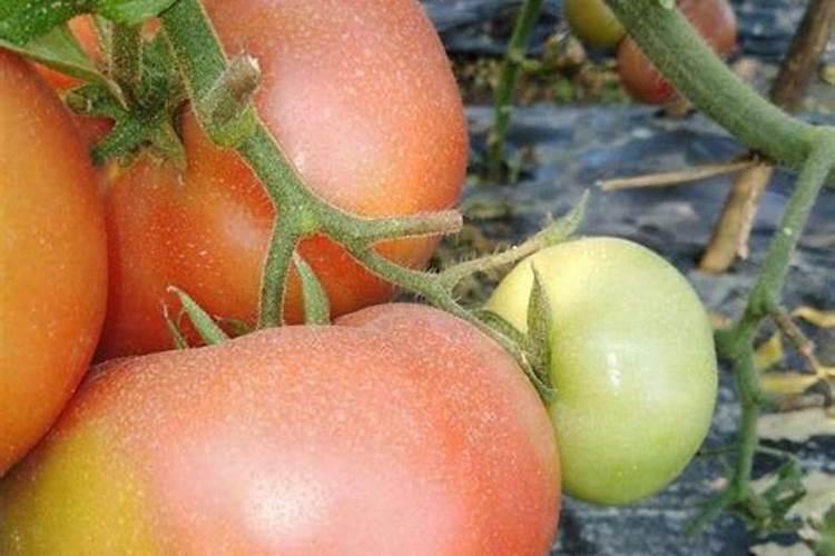 甜瓜杀虫用什么好