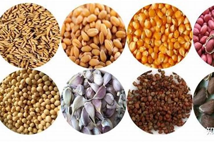 土豆催苗用什么药最好