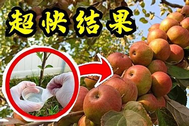 请问专家我栽的红富士苹果树今年是第5年了,头一年结果,怎么我的果实...