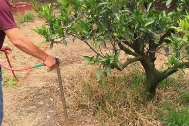 果树最佳施肥时间表？