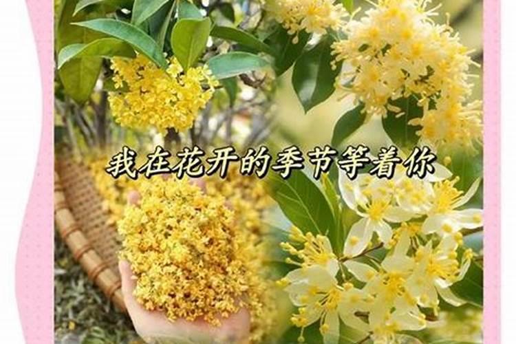 四季桂怎么施肥