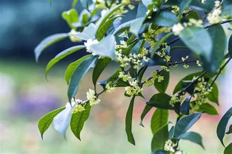 四季桂种植技术及病害防治