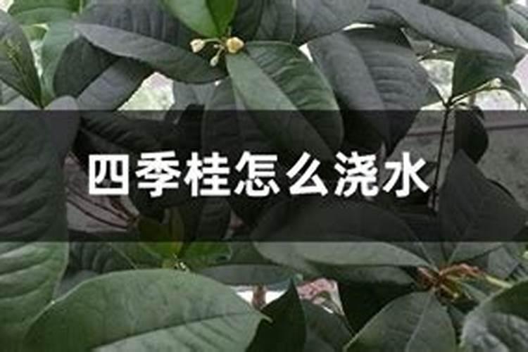 四季桂花用什么肥料 四季桂花用什么肥料最好最旺