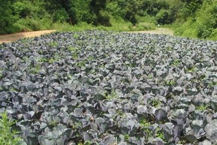 什么是水溶肥？