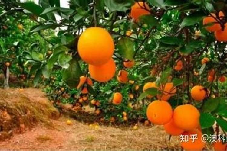 橙子施肥时间和方法