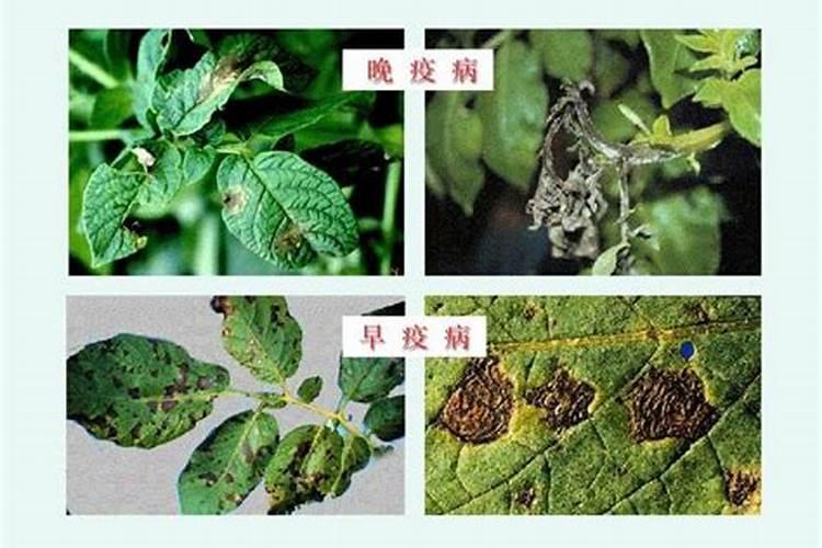 怎样种植香芋产量高