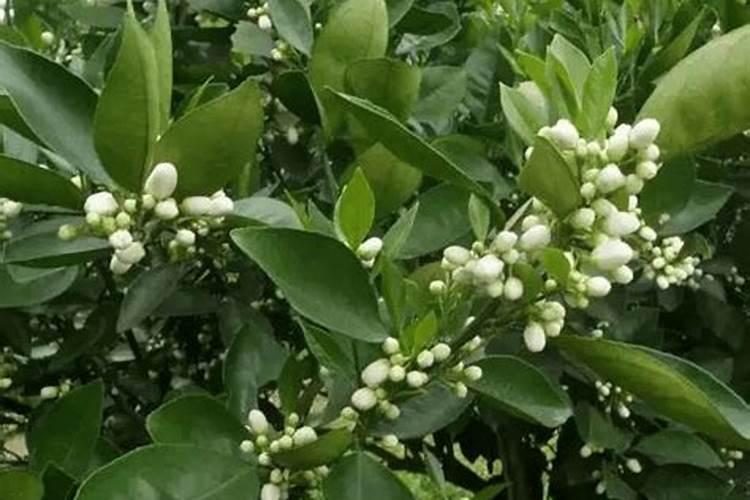 氮肥在植物上的作用和功效