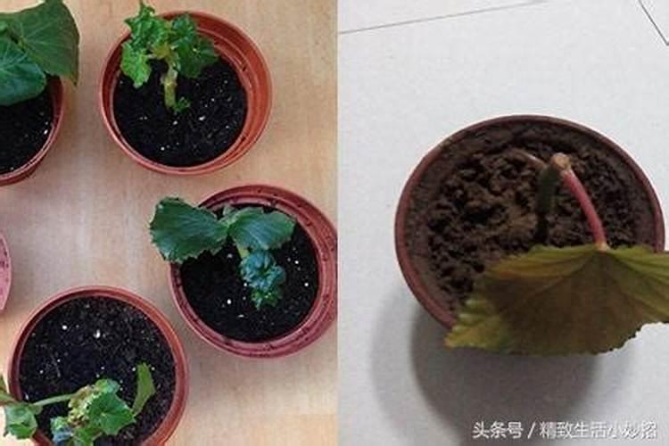 十大水溶肥品牌都有啥,国产的前十名,知名的水溶肥厂家有哪些？