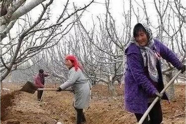 果树冬季还能施肥吗？这个答案比较靠谱