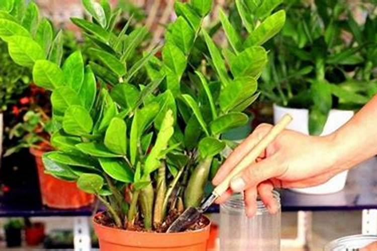 XEQ酵母玻尿酸原液怎么样？