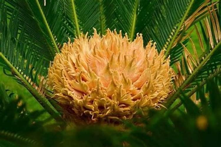 盆栽月季花要施什么肥,一般什么时候施肥？