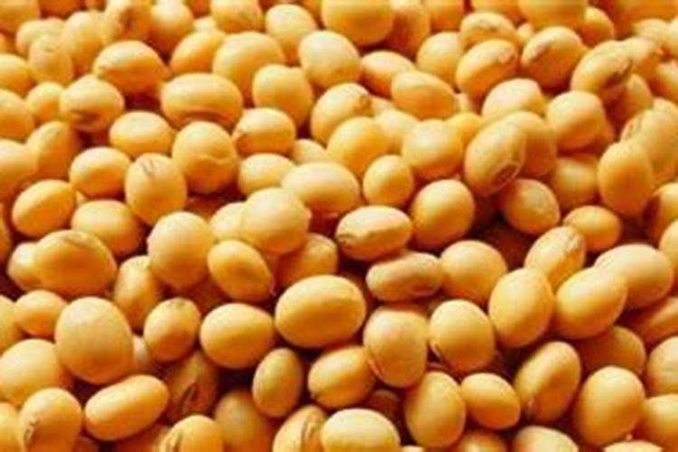 黄豆肥料怎么使用
