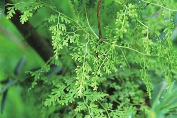 夜间酵素可以养花吗？
