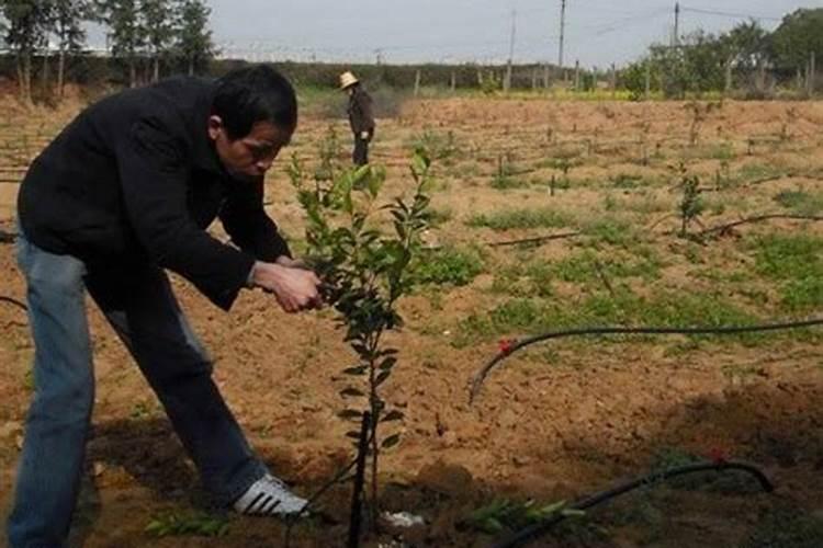 硼砂施多了作物有什么害处？