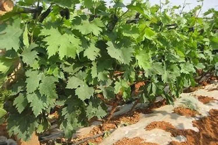 中量元素水溶肥料那个牌子