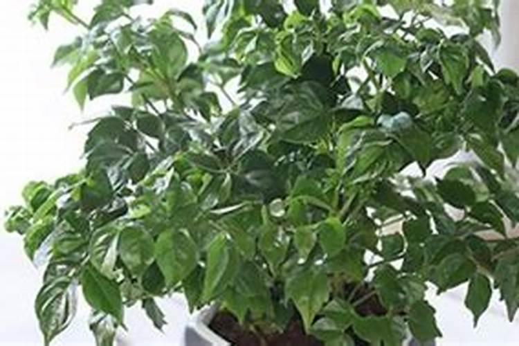 新鲜的椰子汁怎么样的啊,我买了一个,好像没什么味道的啊