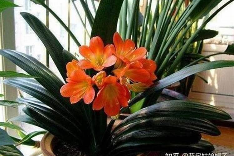 熟石灰撒菜地正确方法