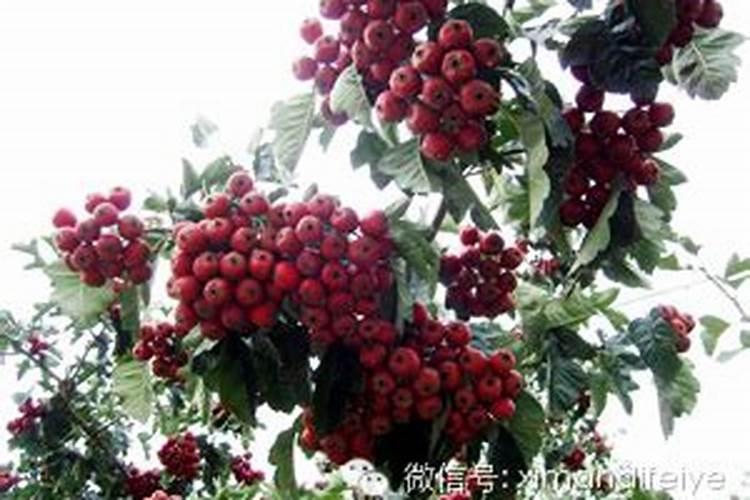 山楂果用什么叶面肥好