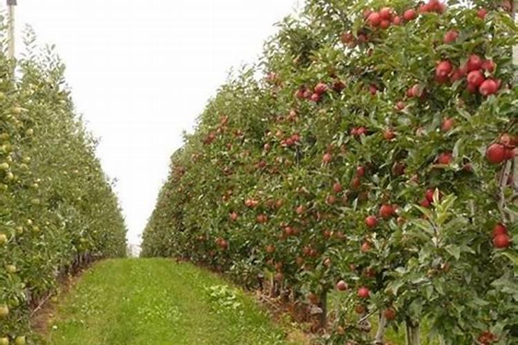 山楂树需要施什么肥,什么时候施肥好